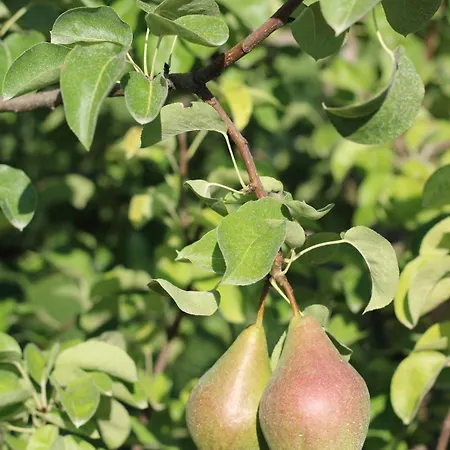 2-zimmer Obstgarten *