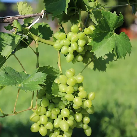 Lejlighed 2-zimmer Obstgarten *