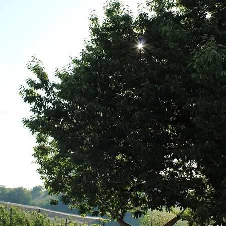 2-zimmer Obstgarten * Sankt Stefan im Rosental
