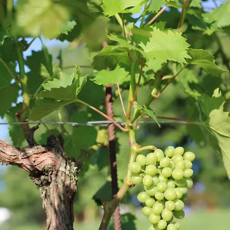 Apartamento 2-zimmer Obstgarten